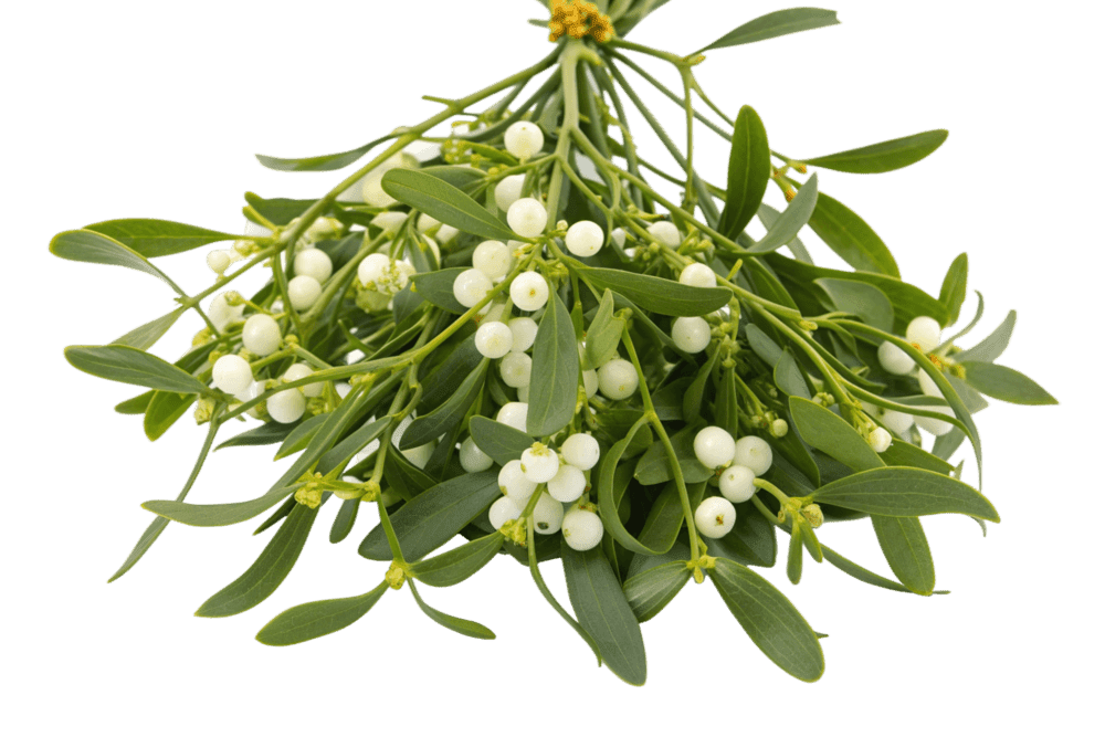 Branches de gui fraîches avec baies blanches